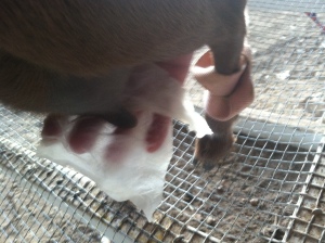 Cleaning Udders